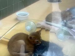 -帕帕拉兹宠物(亚洲旗舰店)