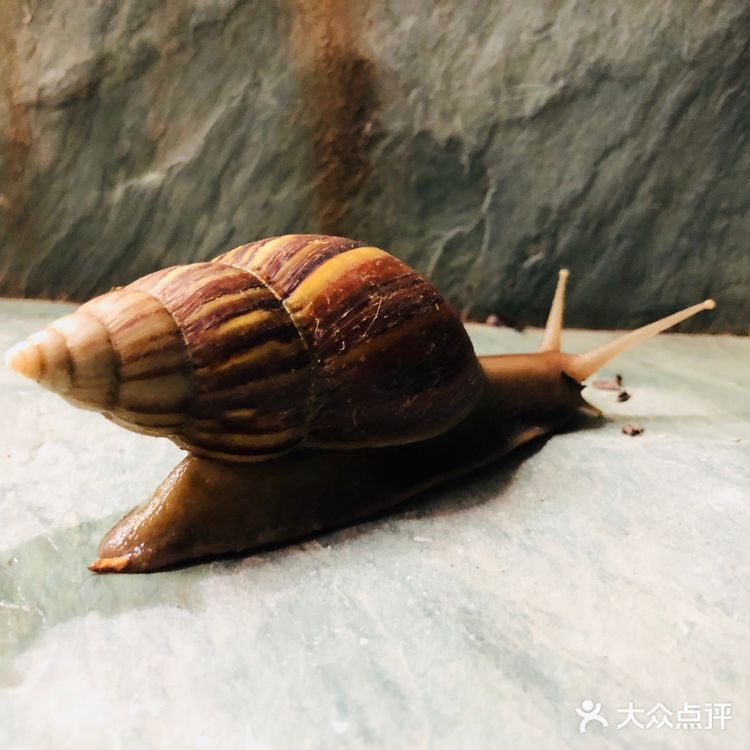 拳头一样大的蜗牛