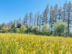 -前小桔亲子创意农场·草莓采摘·露营烧烤