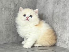 -小猫来了·猫舍(红山六九七九店)