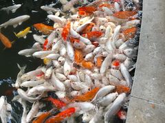 -南宫五洲植物乐园