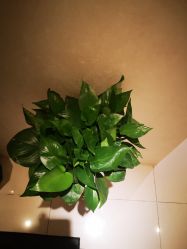 -薇兰专业脱毛连锁机构