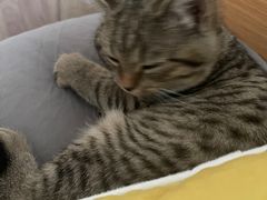 -安安宠医·臻爱宠物医院·宠保定点(营门口路分院)