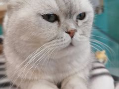 -飞行喵MR PILOT|猫舍·猫咖(静安大融城店)
