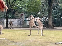 -上海野生动物园