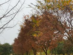 -白鹭湾湿地公园