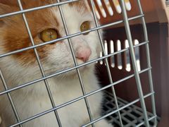 -瑞派·关忠动物医院·猫专科·犬专科(三环新城店)