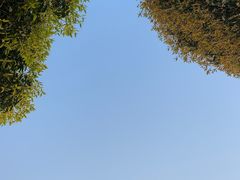 -铁山坪森林公园