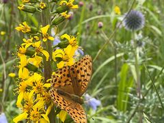 -白草畔自然风景区
