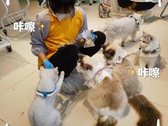 -怪兽屋·羊驼·猫咖·狗咖(俊华广场店)