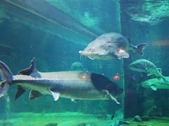 -华夏文旅海洋公园