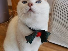 -猫小主咖啡·猫咖cat cafe(福田店)