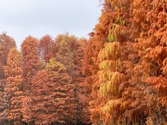 -上海海湾国家森林公园
