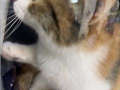 -美联众合动物医院·24h转诊中心