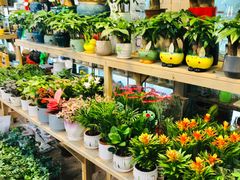-双季花艺园艺市场(浦东店)