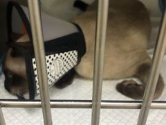 -中农国际动物医院24小时·猫科·骨科·急重症中心