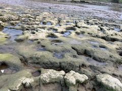 -八仔大富楼·河鲜(西江店)