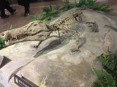 -自贡恐龙博物馆