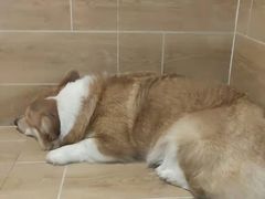 -宠物之家Pets Home 宠物寄养酒店