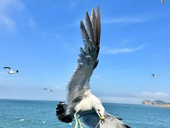 -海驴岛(荣成市)