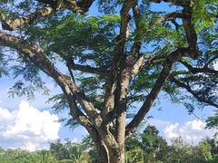 -中国科学院西双版纳热带植物园