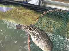 -长顺河豚馆(江洲东路)