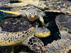 -海合安武汉极地海洋公园