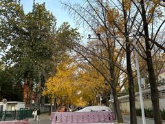 -三里屯东五街银杏大道