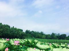 -前关湿地公园