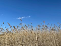 -野鸭湖国家湿地公园