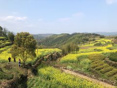 -桑洲油菜花景区