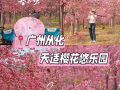 -天适樱花悠乐园