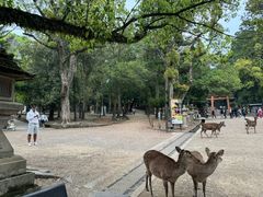 -奈良公园