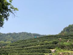 -龙井村