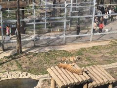 -横道河子东北虎林园