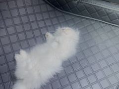 -爱妮康宠物医院·干细胞免疫细胞·肿瘤·心脏(张江店)