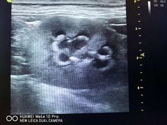 -瑞派·关忠动物医院·异宠专科·犬猫肿瘤·皮肤专科(望京店)