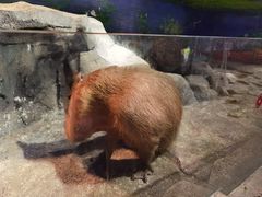 -正佳雨林生态植物园