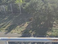 -大青山野生动物园