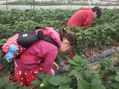 -小鱼草莓采摘园农家乐·小鱼餐厅