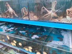 -东海章鱼馆(恒瑞街店)