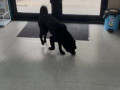 -瑞派伍一宠物医院·眼科·骨科·猫科转诊中心(马王堆院)