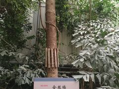 -呀路古热带植物园