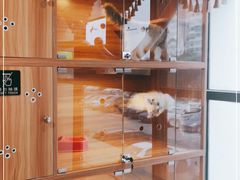-猫十亿·布偶金渐层·曼基康矮脚猫舍(青年路店)