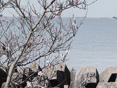 -上海滨江森林公园