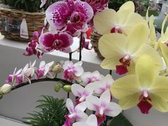 -兰陵国家农业公园