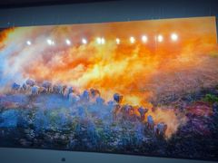 -罗红摄影艺术馆