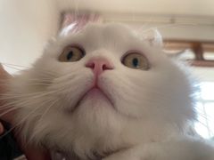 -小猫来了·猫舍(红山六九七九店)