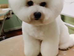 -鑫艺宠物美容培训学校