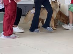 -怪兽屋·羊驼·猫咖·狗咖(俊华广场店)